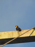 SX32130 Cormorant (Phalacrocorax Carbo) on bridge.jpg